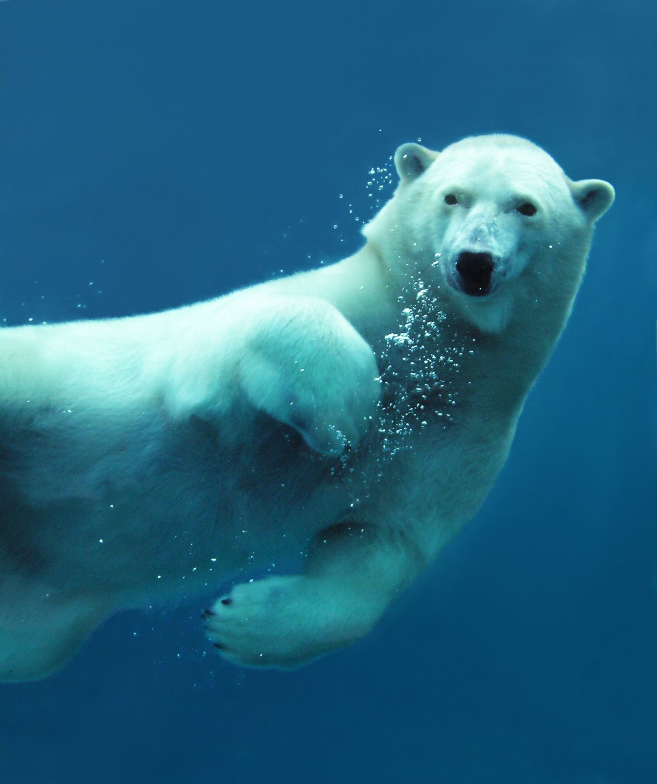 Polar Bear Swim Day