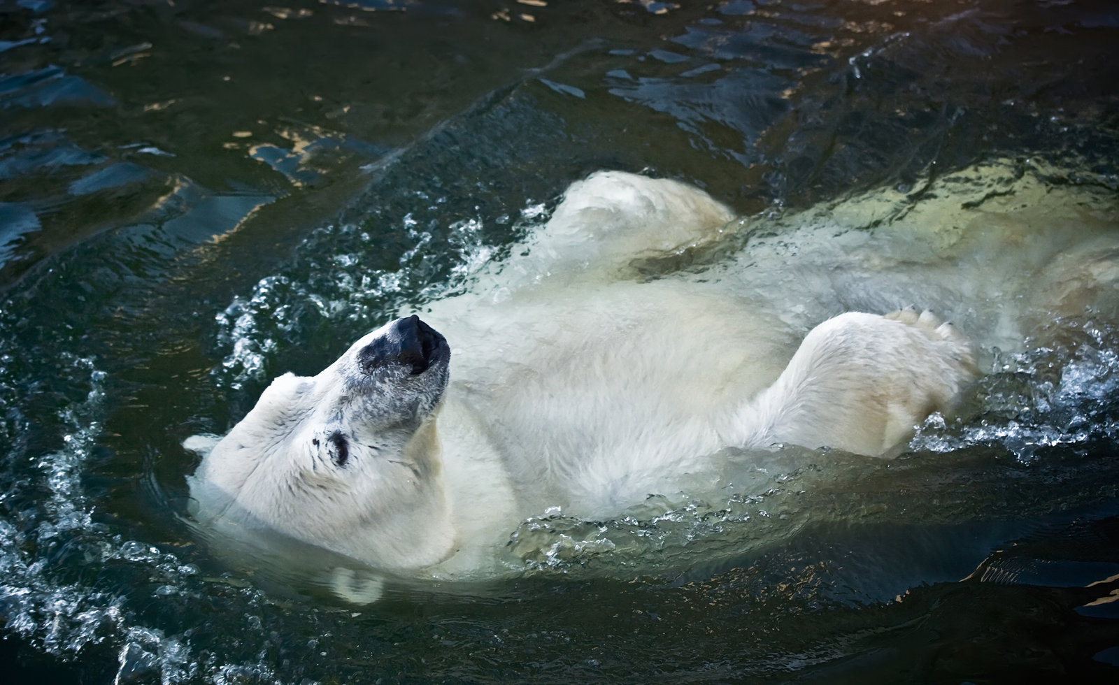 Polar Bear Swim Day